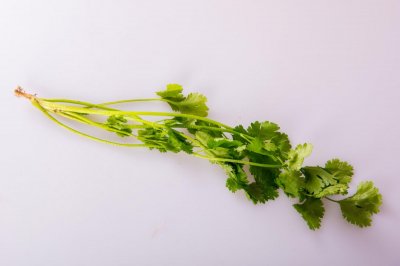 ​怎么种香菜，香菜图片