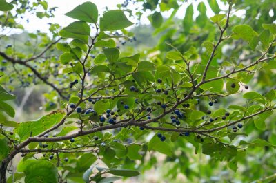 ​白檀怎么爆盆