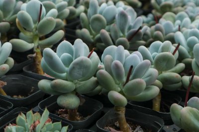 ​多肉植物如何养须根