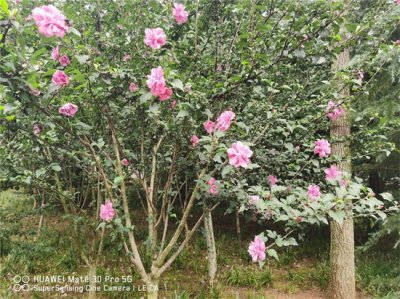 ​木槿种子怎么种