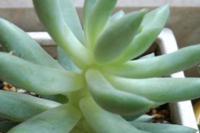 ​玉珠莲和千佛手的区别