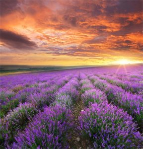 ​薰衣草如何种植，薰衣草的种植方法介绍