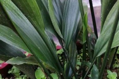 ​一叶兰和白掌的区别