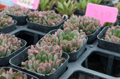 ​大叶红宝石怎么养