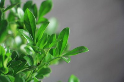 ​米兰花怎么浇水，这样浇就是比别人的香！