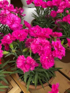 ​康乃馨的扦插方法