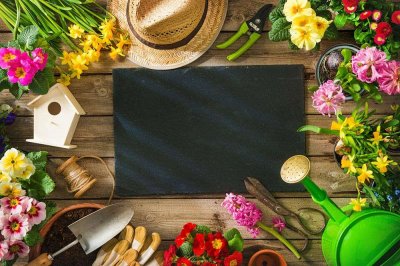 ​水培一叶兰怎么施肥