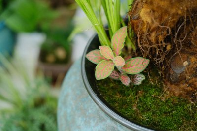 ​网纹草的繁殖方法