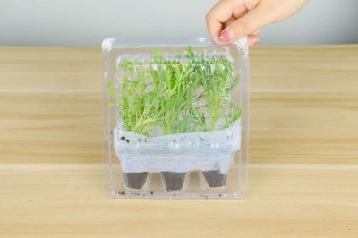 ​玛格丽特花什么时候开花