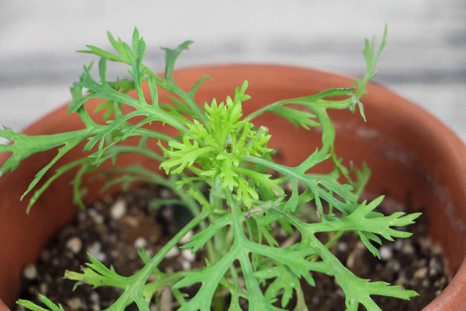 玛格丽特 玛格丽特