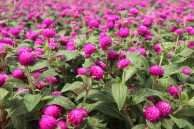 ​千日红的花语及传说