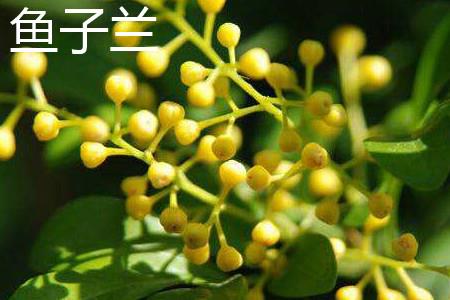 鱼子兰花.jpg 鱼子兰花.jpg