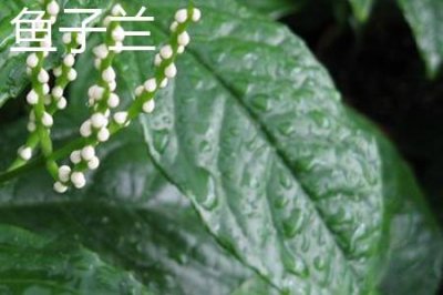 ​鱼子兰和米兰的区别