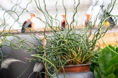 ​弹簧草的特点