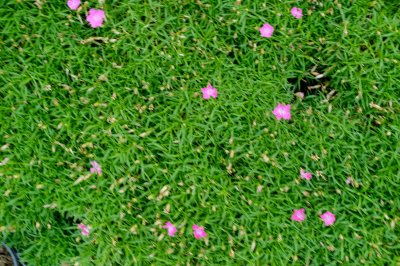 ​家里养石竹有什么作用