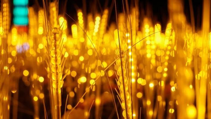 持续40多天，8000万彩灯点亮春城！世博新春灯会来啦！