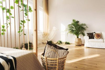 ​象腿树怎么养