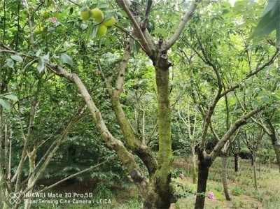 ​阳台如何养桃树，需要注意什么