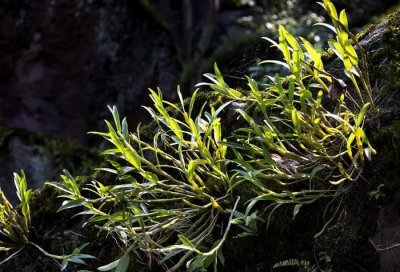 ​爬山遇到这种草，要手下留情，野生1斤卖几百，有“还魂草”之称