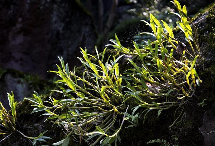 爬山遇到这种草，要手下留情，野生1斤卖几百，有“还魂草”之称
