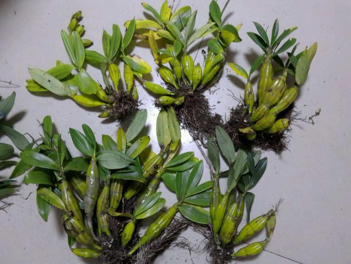 爬山遇到这种草，要手下留情，野生1斤卖几百，有“还魂草”之称