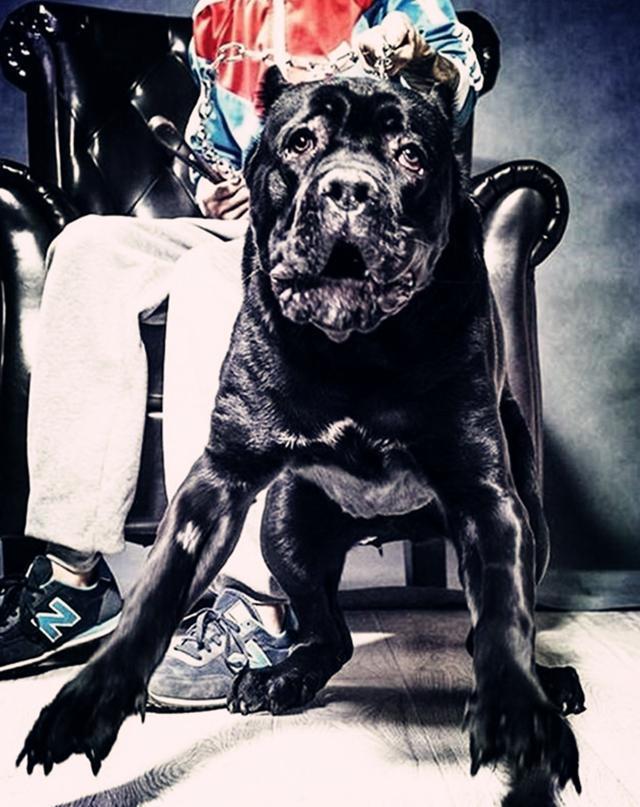 男不养猫女不养狗的说法由来