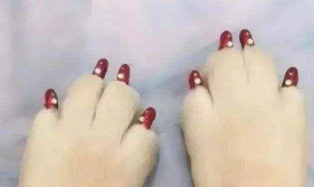 男子出差，宠物交女友照顾，回来看见狗的眼神，瞬间感觉对不起它