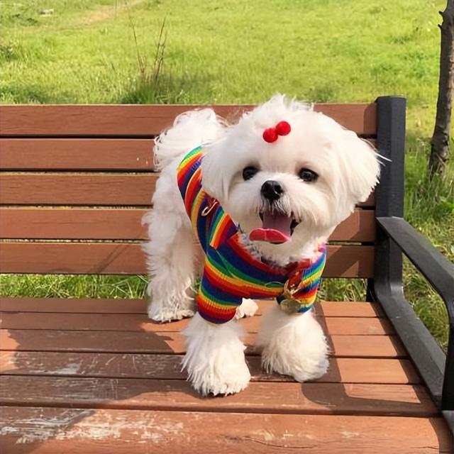 世界公认的无攻击性犬种（公认无攻击性） 10