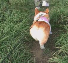 世界公认的无攻击性犬种（公认无攻击性） 9