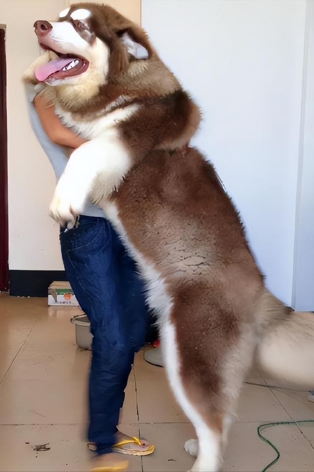 世界公认的无攻击性犬种（公认无攻击性） 2