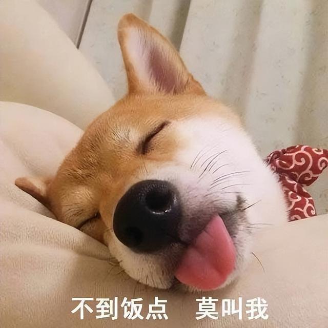 世界公认的无攻击性犬种（公认无攻击性） 1