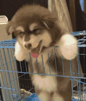 世界公认的无攻击性犬种（公认无攻击性） 3