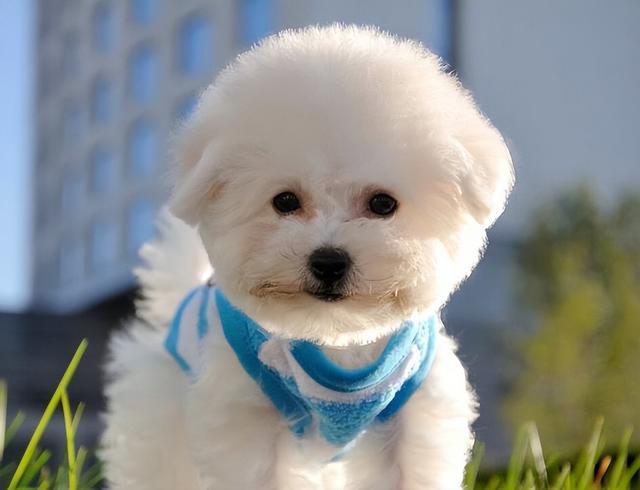 世界公认的无攻击性犬种（公认无攻击性） 5