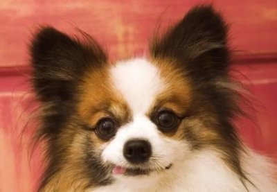 ​比熊犬的狗粮怎么挑选？比熊犬狗粮的挑选和