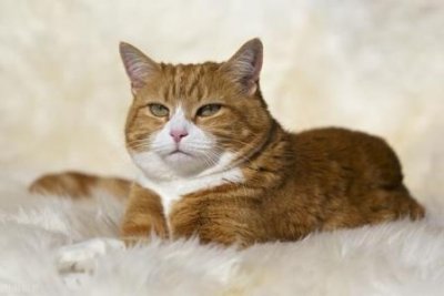 ​养了暹罗猫之后会真香，毕竟谁不想独一无二呢？