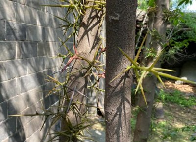 皂角树,又称皂荚树、皂荚,有4大作用,价值极高,农民要了解!