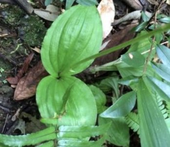 ​1种野草，被称为“独叶草”，叶片很少，却比较值钱，遇到要保护