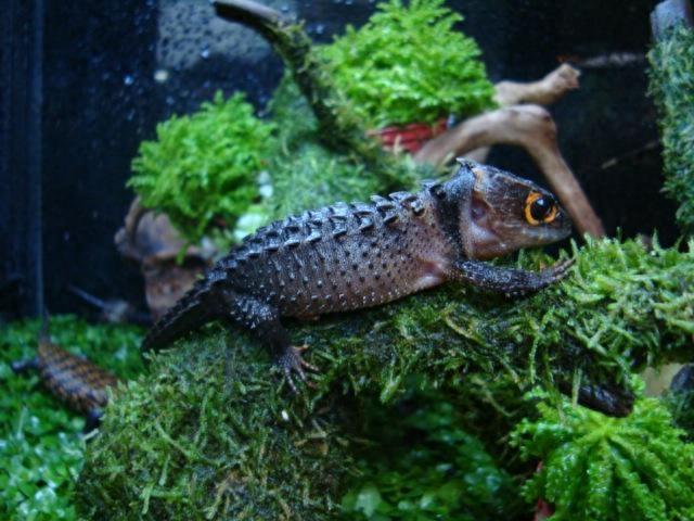 宠物图集:红眼鹰蜥