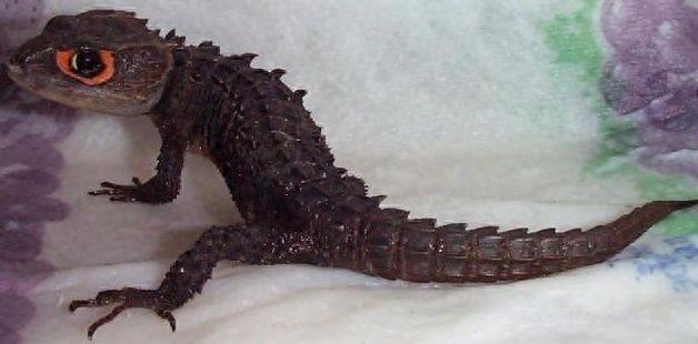 宠物图集:红眼鹰蜥