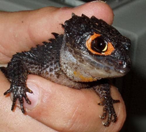 宠物图集:红眼鹰蜥