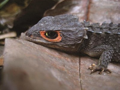 宠物图集:红眼鹰蜥