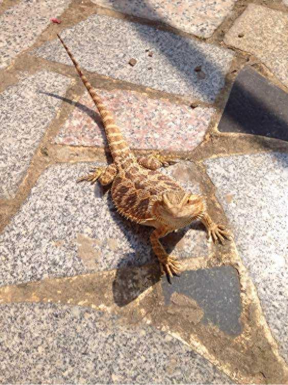 宠物图集:红眼鹰蜥