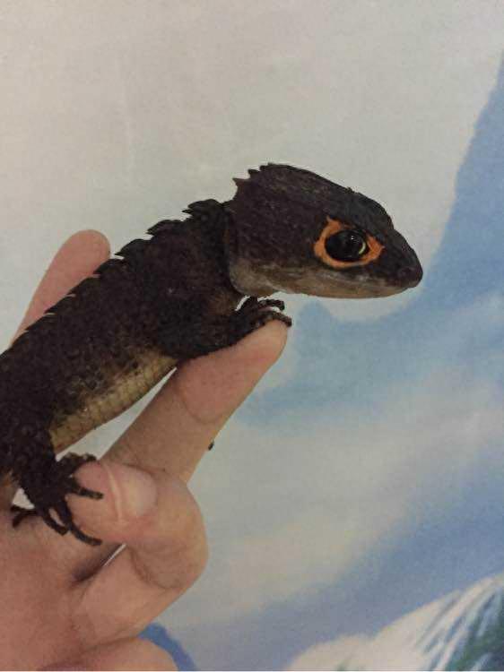 宠物图集:红眼鹰蜥