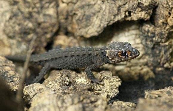 宠物图集:红眼鹰蜥