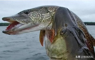 ​20张残酷生物图：活活困死在巨型蛛网上的人，被咬断尾巴的鲸鱼