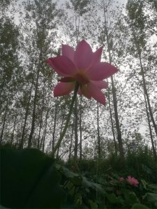 ​仿写《听听秋的声音》