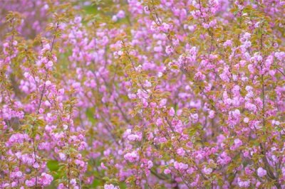 ​余姚四明山国家森林公园，浙江看满山遍野樱花的好去处