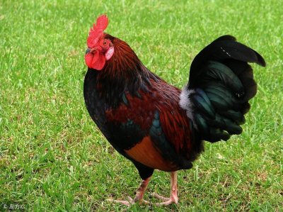 ​“公鸡”用英文怎么说？