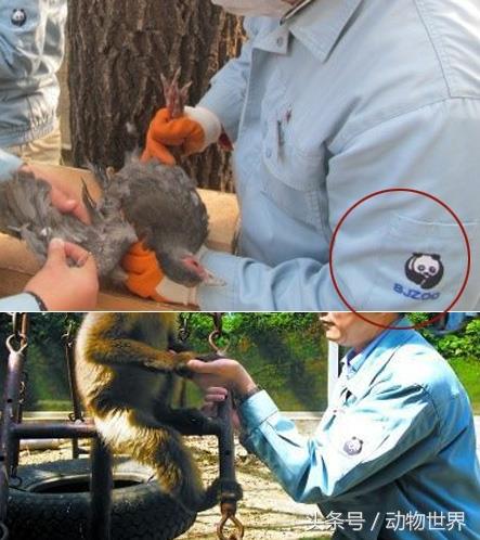 说相声的孙越原来真的养过大象