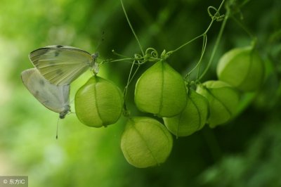 ​收藏！那些好听的植物名字（一）